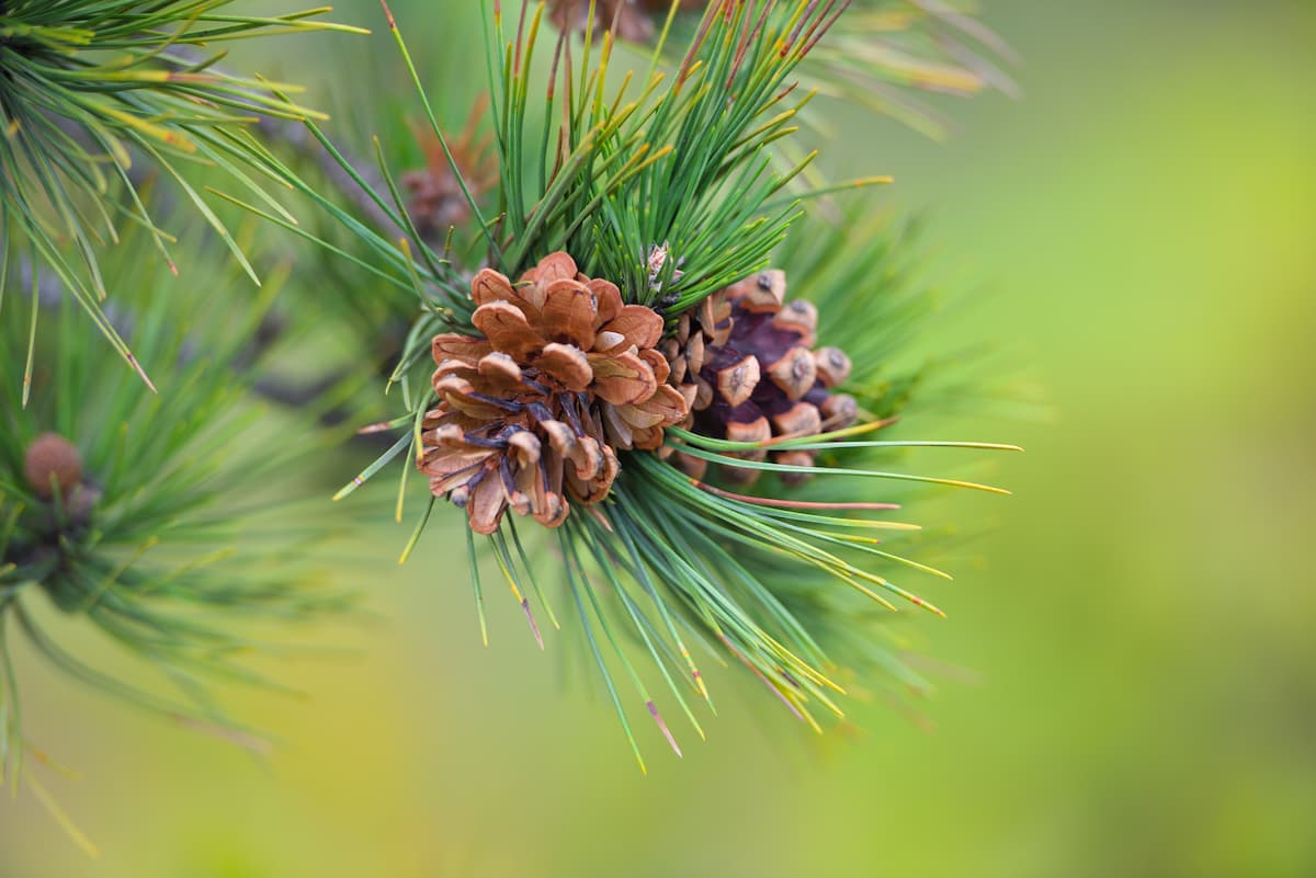 pine-branch-with-cones-background