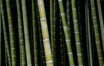 source-bamboo-finish