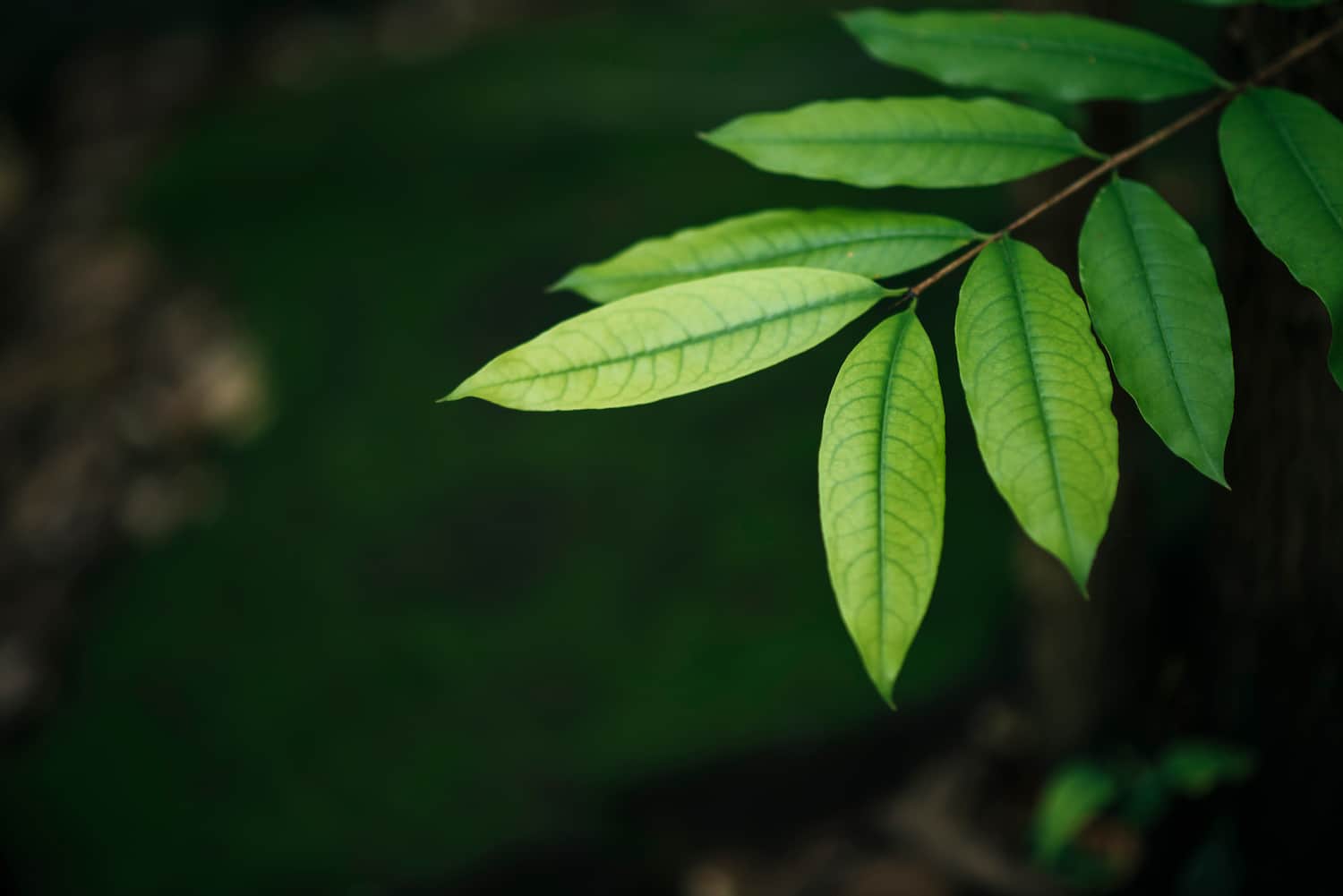 young-ash-tree-leaves-sustainability